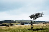 Paisaje con un solo árbol con forma barrida por el viento bajo el cielo nublado, Cornwall, Inglaterra, Reino Unido . - foto de stock