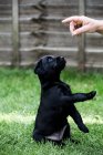 Person giving hand command to black labrador puppy sitting on green lawn. — Stock Photo