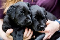 Close-up of person petting two black labrador puppies. — Stock Photo