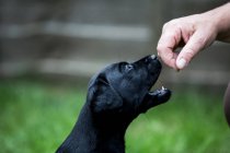 Close-up of person giving hand command to black labrador puppy. — Stock Photo