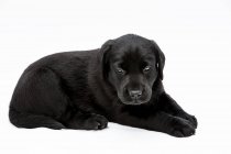 Черный щенок лабрадор на белом фоне, смотрящий в камеру . — стоковое фото