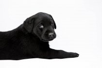 Lying black labrador puppy on white background and looking in camera. — Stock Photo