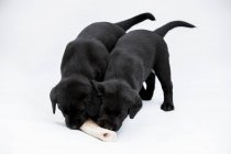 Dos cachorros labradores negros masticando hueso sobre fondo blanco . - foto de stock