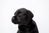 Close-up of black labrador puppy on white background. — Stock Photo