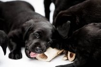 Close-up de três filhotes de cachorro labrador preto mastigando osso no fundo branco . — Fotografia de Stock