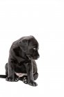 Sitzender schwarzer Labrador-Welpe auf weißem Hintergrund. — Stockfoto