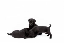 Drei schwarze Labrador-Welpen spielen auf weißem Hintergrund. — Stockfoto
