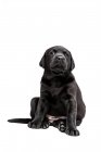 Sitzender schwarzer Labrador-Welpe auf weißem Hintergrund. — Stockfoto