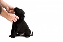 Крупный план человека руки гладить черный щенок лабрадора на белом фоне . — стоковое фото