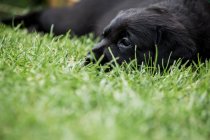 Nahaufnahme eines schwarzen Labrador-Welpen, der im Gras liegt. — Stockfoto