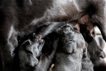 High angle close-up of black labrador nursing puppies. — Stock Photo
