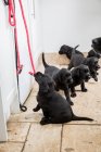 Pequeño grupo de cachorros labradores negros en pasillo con plomos de perro rojo colgados en la pared . - foto de stock