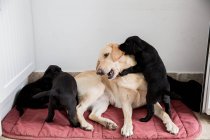 Labrador dorado tumbado en el suelo y jugando con cachorros labradores negros . - foto de stock