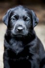 Черный щенок лабрадор, смотрящий в камеру, портрет . — стоковое фото