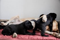 Золотой лабрадор, лежащий на полу и играющий с черными щенками лабрадора . — стоковое фото