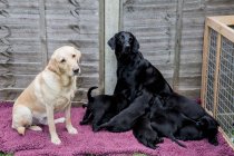Labradores dorados y negros con grupo de lindos cachorros . - foto de stock