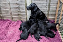 Black labrador mother nursing adorable puppies. — Stock Photo