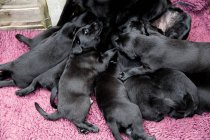 High angle view of black labrador nursing group of cute puppies. — Stock Photo