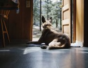 Mixed breed dog sitting in doorway of cabin in patch of sunlight. — Stock Photo