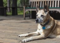 Mixed breed pet dog sitting on deck on summer. — Stock Photo