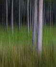 Розмитий рух абстрактний про сосновий ліс і лугу. — стокове фото