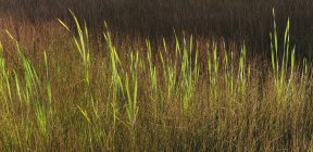 Hierba silvestre alta creciendo en pantano en verano . - foto de stock
