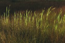 Tall wild grass growing in marsh in summer. — Stock Photo