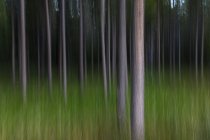 Blurred motion abstract of lodgepole pine forest and meadow. — Stock Photo