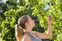 Teenage girl picking plums from tree in garden. — Stock Photo