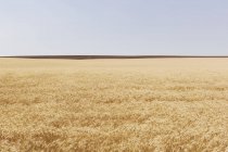 Field of wheat in summer, henhes and sky in distance, Whitman County, Palouse, Вашингтон, США . — стоковое фото