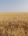 Weizenfeld im Sommer, Horizont und Himmel in der Ferne, Whitman County, Palouse, Washington, USA. — Stockfoto
