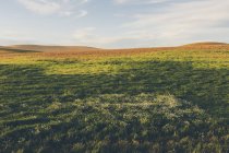 Campo rolante de lentilhas e trigo, margaridas em primeiro plano ao anoitecer, Condado de Whitman, Palouse, Washington, EUA . — Fotografia de Stock