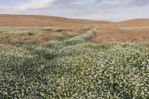 Field of summer wheat with daisies at dusk, Whitman County, Palouse, Washington, USA. — Stock Photo