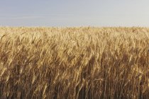 Campo de trigo no verão, horizonte e céu à distância, Condado de Whitman, Palouse, Washington, EUA . — Fotografia de Stock