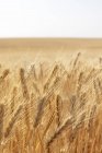Primer plano del campo de trigo de verano, Condado de Whitman, Palouse, Washington, EE.UU. . - foto de stock