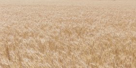 Близько літнього поля пшениці, округ Вітмен, Палас, Вашингтон, Уса. — стокове фото