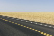 Road through field of summer wheat, Whitman County, Palouse, Washington, USA. — Stock Photo