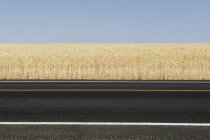 Straße durch Feld von Sommerweizen, Whitman County, Palouse, Washington, USA. — Stockfoto