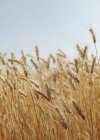 Close-up of summer wheat field, Whitman County, Palouse, Washington, USA. — Stock Photo