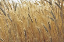 Close-up of summer wheat field, Whitman County, Palouse, Washington, USA. — Stock Photo
