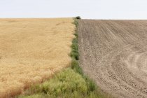 Sommerweizenfeld geteilt durch Unkraut und Ernte zur Hälfte, Whitman County, Palouse, Washington, USA. — Stockfoto