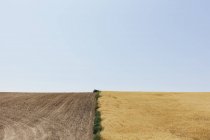 Campo de trigo de verano dividido por malas hierbas y la mitad de la cosecha, Condado de Whitman, Palouse, Washington, EE.UU. . - foto de stock