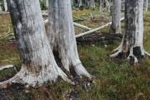 Floresta sub-alpina previamente queimada que recupera no verão com pinheiros do lodgepole e variedade de flores silvestres, yarrow e woodrush . — Fotografia de Stock