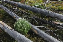 Floresta sub-alpina previamente queimada que recupera no verão com pinheiros do lodgepole e variedade de flores silvestres, yarrow e woodrush . — Fotografia de Stock