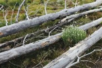 Foresta sub-alpina precedentemente bruciata che rimbalza in estate con pini e varietà di fiori selvatici, achillea e boscaglia . — Foto stock