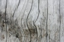 Gros plan d'un pin tordu brûlé provenant d'un feu de forêt destructeur, col Harts, forêt nationale Okanogan-Wenatchee, Washington, États-Unis . — Photo de stock
