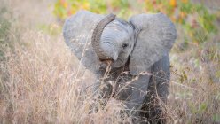 Bezerro de elefante africano em pé na grama marrom alta e tronco de elevação com boca aberta . — Fotografia de Stock