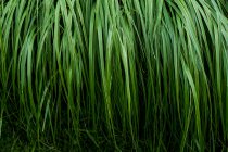 Primer plano de exuberantes hojas de hierba verde, marco completo . - foto de stock