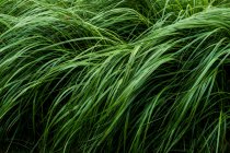 Primo piano di lame di erba verde lussureggiante, cornice completa . — Foto stock
