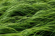 Gros plan sur lames d'herbe verte luxuriante, plein cadre . — Photo de stock